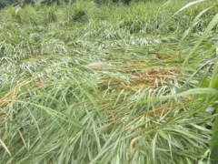 बस्ती: तीन दिन की बारिश में करीब 150 मिमी पानी, खेतों में फसलें झुकीं