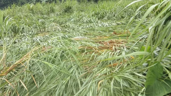 बस्ती: तीन दिन की बारिश में करीब 150 मिमी पानी, खेतों में फसलें झुकीं