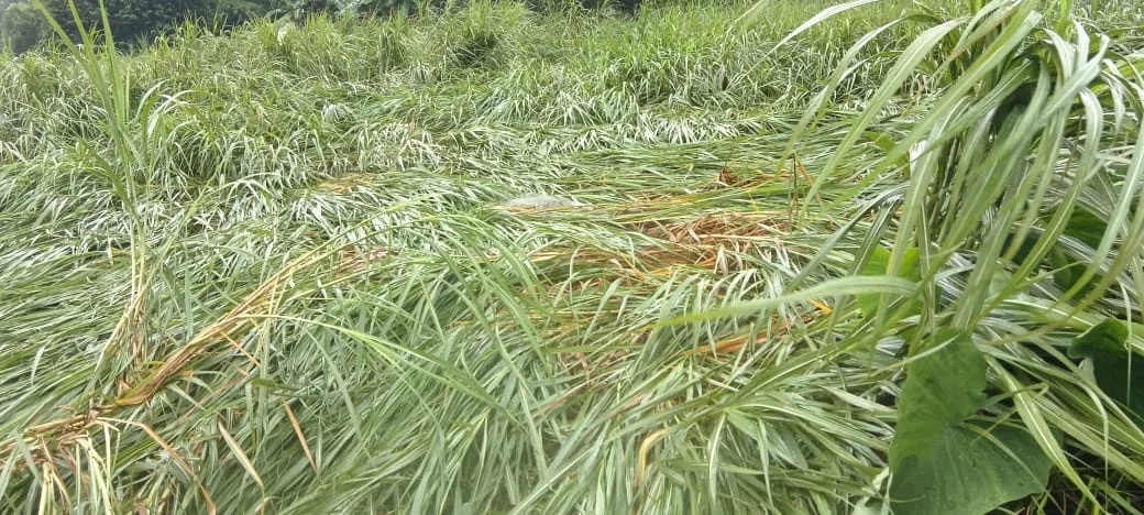 बस्ती: तीन दिन की बारिश में करीब 150 मिमी पानी, खेतों में फसलें झुकीं