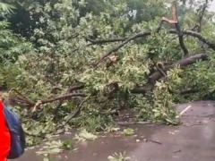 रायबरेली: 55.9 एमएम बारिश से सड़कें लबालब, पेड़ गिरने से आवागमन ठप