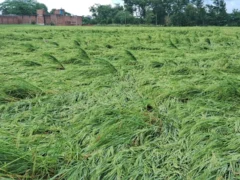 अम्बेडकर नगर: 151.5 मिमी बारिश से फसलें प्रभावित, ब्लॉकवार सर्वे शुरू