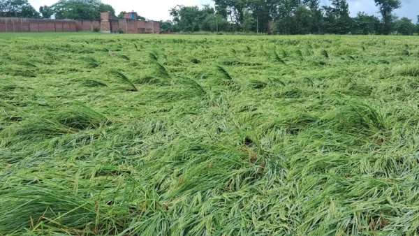 अम्बेडकर नगर: 151.5 मिमी बारिश से फसलें प्रभावित, ब्लॉकवार सर्वे शुरू