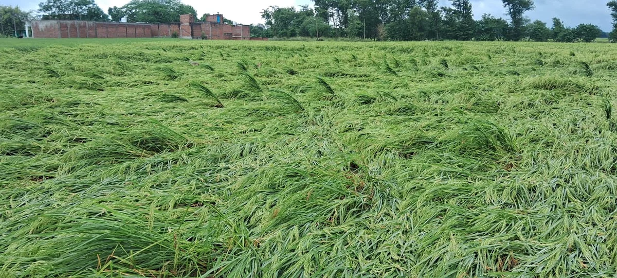 अम्बेडकर नगर: 151.5 मिमी बारिश से फसलें प्रभावित, ब्लॉकवार सर्वे शुरू