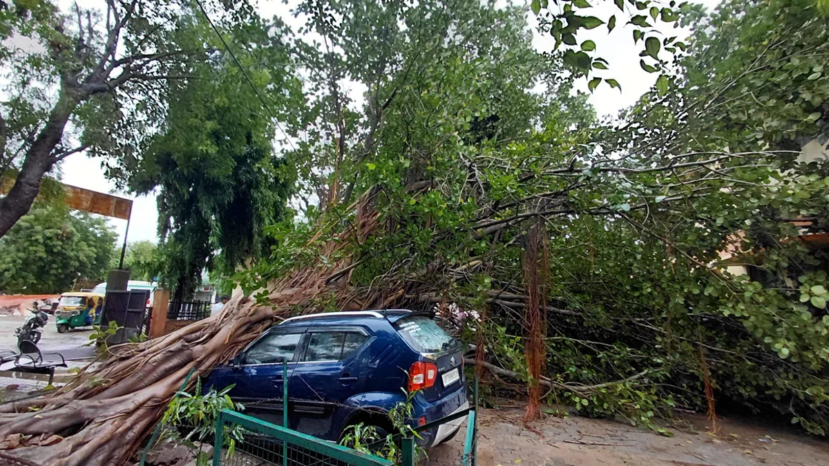 इटावा: पीपल का पेड़ गिरा, 3 एम्बुलेंस अधिकारी बाल-बाल बचे; 3 कारें क्षतिग्रस्त