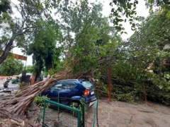 इटावा: पीपल का पेड़ गिरा, 3 एम्बुलेंस अधिकारी बाल-बाल बचे; 3 कारें क्षतिग्रस्त