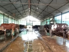 बरेली: 28 सितंबर को वर्गीकृत वीर्य स्ट्रॉ के उपयोग पर एकदिवसीय प्रशिक्षण