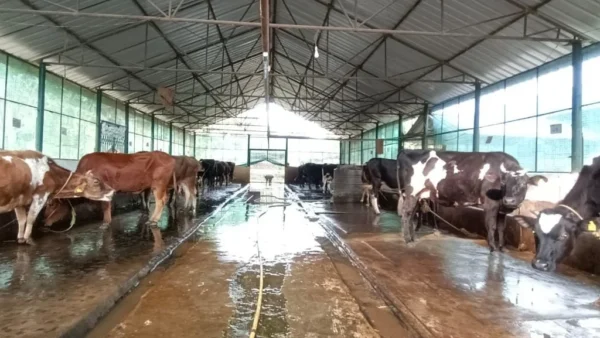 बरेली: 28 सितंबर को वर्गीकृत वीर्य स्ट्रॉ के उपयोग पर एकदिवसीय प्रशिक्षण