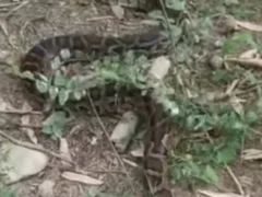फिरोजाबाद: कबिलपुर की ठार में अजगर दिखने से गांव में दहशत