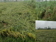 बुलंदशहर: बारिश‑तेज हवाओं से धान 20% और गन्ना 25% से अधिक प्रभावित