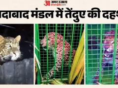 मुरादाबाद: बारिश के बाद 20 गाँवों में दहशत, नलकूप कोठरी पर 3 तेंदुए दिखे