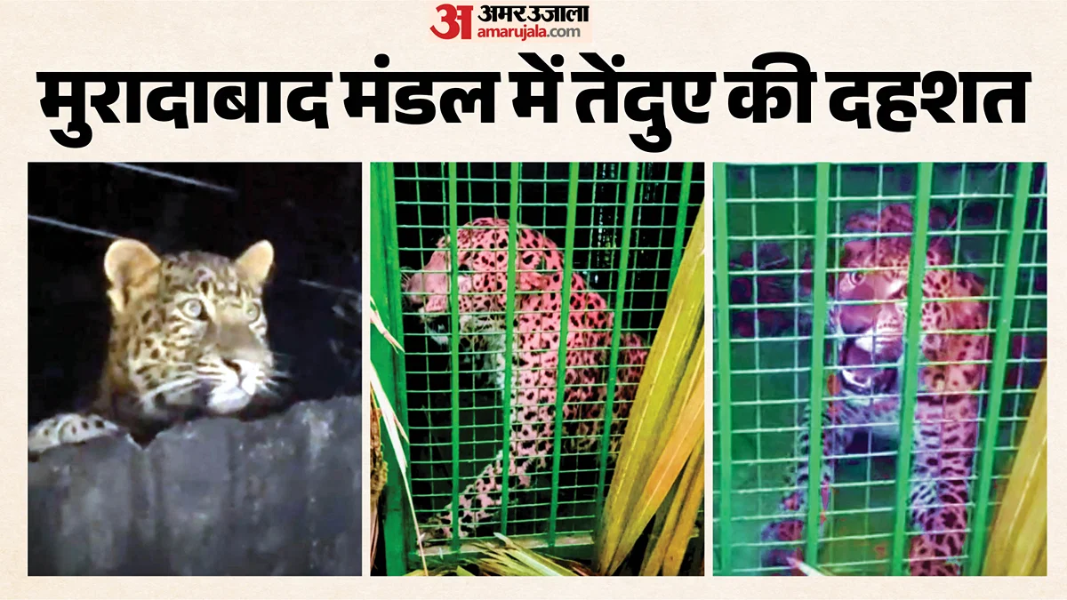 मुरादाबाद: बारिश के बाद 20 गाँवों में दहशत, नलकूप कोठरी पर 3 तेंदुए दिखे
