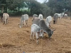 बांदा: गोशालाओं में दशा खराब, एक साल में 10 करोड़ खर्च पर सवाल
