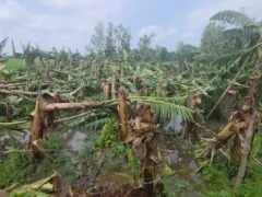 अम्बेडकर नगर: 72 घंटे की बारिश में 29 कच्चे मकान ध्वस्त, फसलें बर्बाद