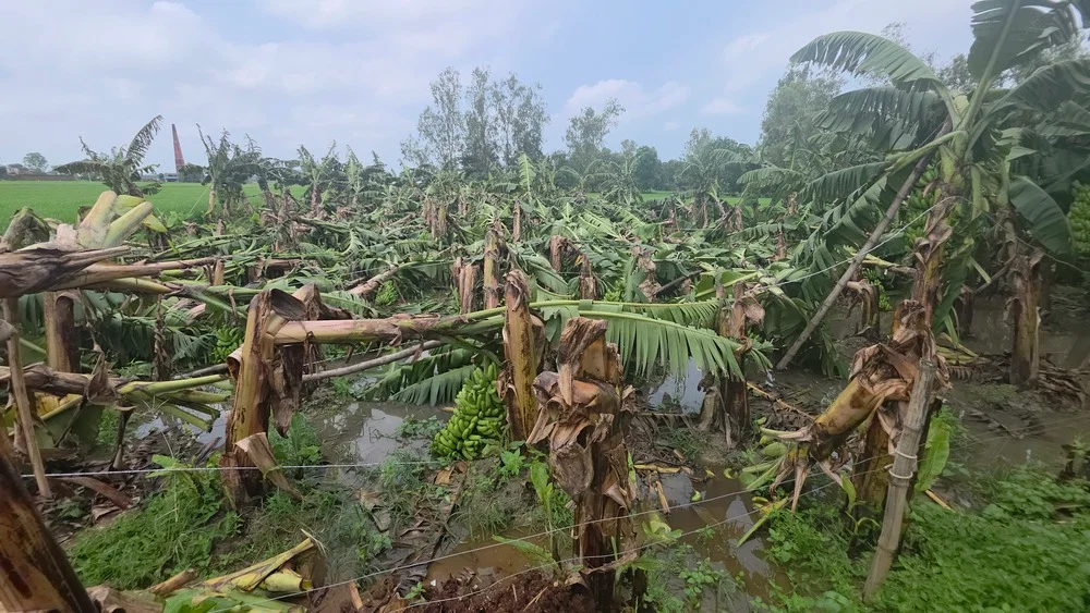 अम्बेडकर नगर: 72 घंटे की बारिश में 29 कच्चे मकान ध्वस्त, फसलें बर्बाद