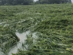 उन्नाव: तेज बारिश से बाढ़, कई गाँव जलमग्न, 35% नुकसान पर मुआवजा