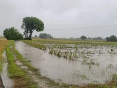 औरैया: 24 घंटे से बारिश जारी, गांवों में जलभराव और खेती प्रभावित