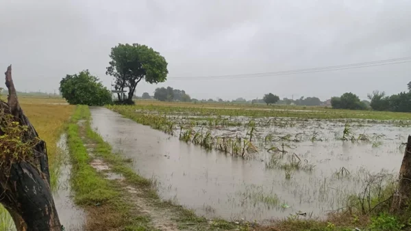 औरैया: 24 घंटे से बारिश जारी, गांवों में जलभराव और खेती प्रभावित