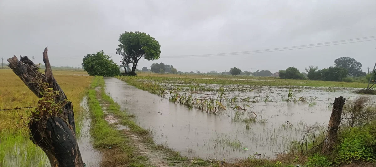 औरैया: 24 घंटे से बारिश जारी, गांवों में जलभराव और खेती प्रभावित