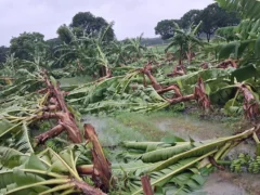 बस्ती: तीन दिनों की बारिश-हवा से धान, गन्ना और 600 केले के पौधे तहस-नहस
