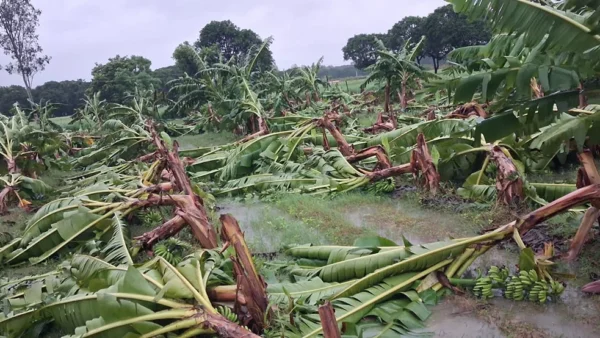 बस्ती: तीन दिनों की बारिश-हवा से धान, गन्ना और 600 केले के पौधे तहस-नहस