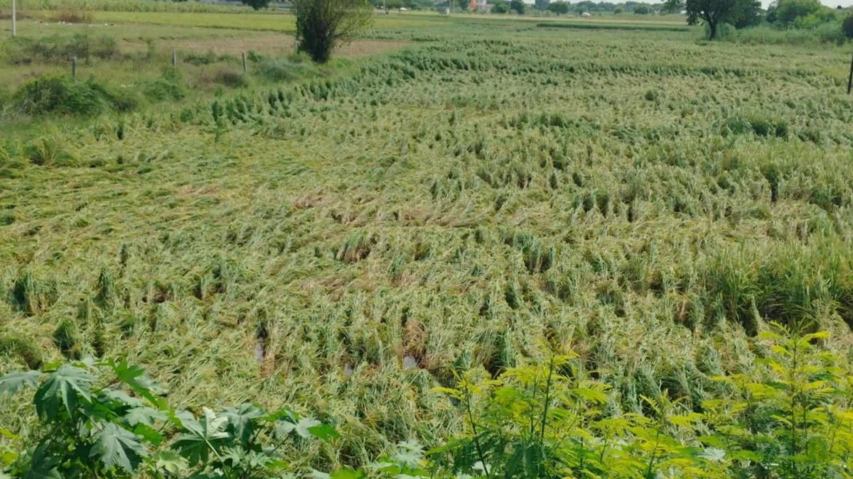बुलंदशहर: तेज हवा-बारिश से धान 30% और गन्ना 25% से अधिक प्रभावित