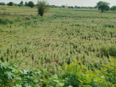 बुलंदशहर: तेज हवा-बारिश से धान 30% और गन्ना 25% से अधिक प्रभावित
