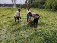 रायबरेली: तीन दिन की बारिश से 25% से अधिक धान बर्बाद, 1.60 लाख हेक्टेयर में रोपाई
