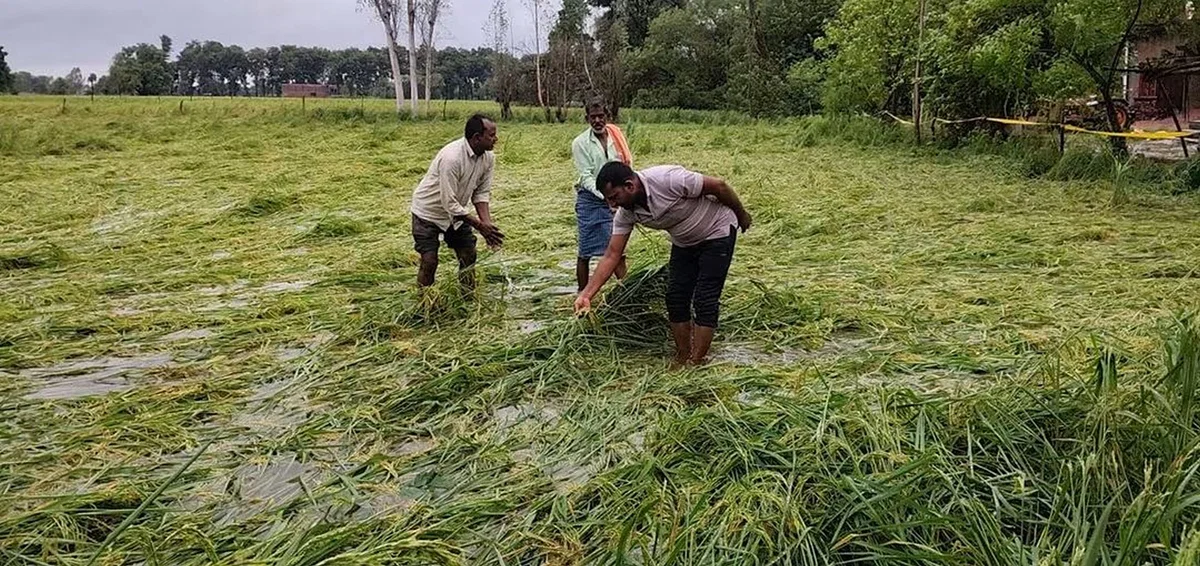 रायबरेली: तीन दिन की बारिश से 25% से अधिक धान बर्बाद, 1.60 लाख हेक्टेयर में रोपाई