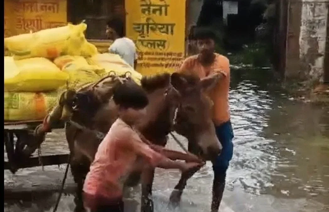 सिद्धार्थनगर चिल्हिया: बारिश में 75 बोरी यूरिया खराब, सहकारी भवन में पानी भरने से नुकसान