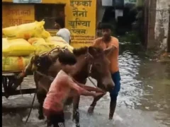 सिद्धार्थनगर चिल्हिया: बारिश में 75 बोरी यूरिया खराब, सहकारी भवन में पानी भरने से नुकसान