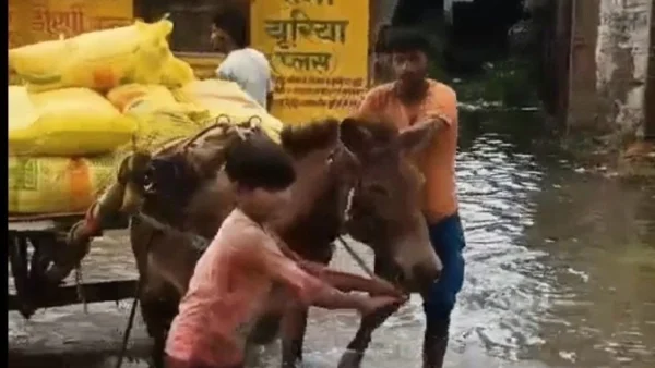 सिद्धार्थनगर चिल्हिया: बारिश में 75 बोरी यूरिया खराब, सहकारी भवन में पानी भरने से नुकसान
