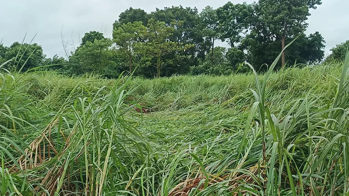 गोंडा: 48 घंटे में 80 मिमी बारिश, खेतों में फसलें और शहर में जलभराव