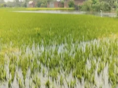 उन्नाव: बाढ़ से 22 गांव प्रभावित, करीब 40 हजार लोग बेहाल