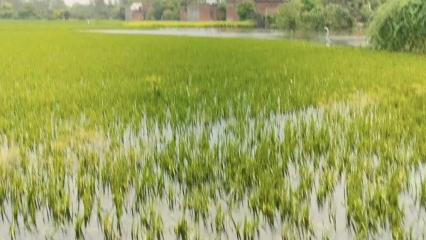 उन्नाव: बाढ़ से 22 गांव प्रभावित, करीब 40 हजार लोग बेहाल