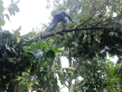 बहराइच: तेज बारिश‑हवा से 610 खंभे गिरे, नौ लाख लोग बिजली संकट में