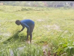 बाराबंकी: चार दिन की बारिश से धान, केला और गन्ने की फसल बर्बाद