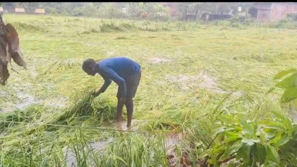 बाराबंकी: चार दिन की बारिश से धान, केला और गन्ने की फसल बर्बाद