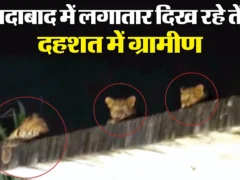 मुरादाबाद: एक साथ छत पर तीन तेंदुए दिखे, जिले में 20 पकड़े जा चुके