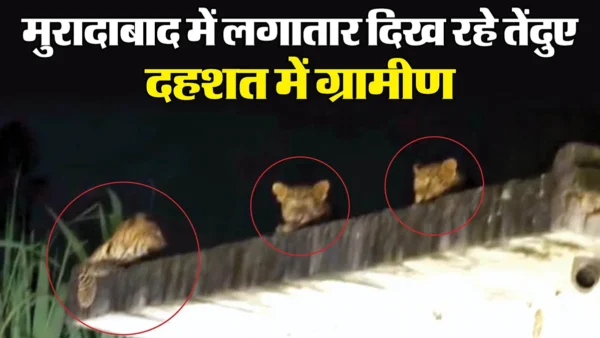 मुरादाबाद: एक साथ छत पर तीन तेंदुए दिखे, जिले में 20 पकड़े जा चुके