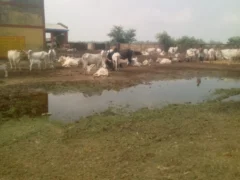 शाहजहांपुर: बाढ़ के खतरे पर 5 गोशालाएं खाली, 400 पशु सुरक्षित स्थान पर भेजे गए