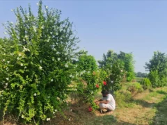 कन्नौज तालग्राम: आश्रम में 2000 से अधिक दुर्लभ प्रजाति की वाटिका तैयार