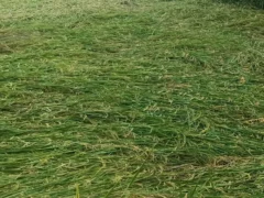 बदायूं: बरेली मंडल में रेड अलर्ट, 20 घंटे से रुकती नहीं बारिश, फसलें प्रभावित