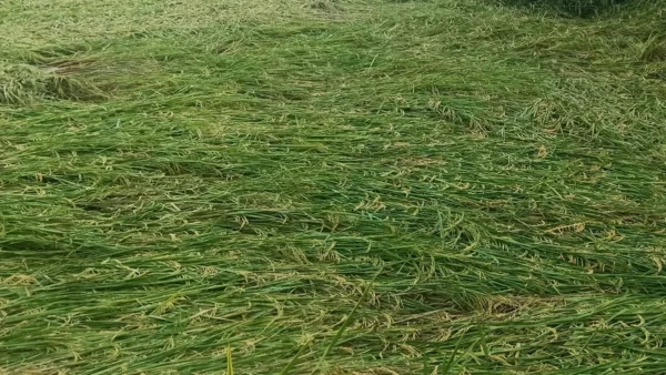 बदायूं: बरेली मंडल में रेड अलर्ट, 20 घंटे से रुकती नहीं बारिश, फसलें प्रभावित
