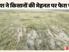 बरेली: दो दिन की बारिश से 1.58 लाख हेक्टेयर धान व गन्ना प्रभावित