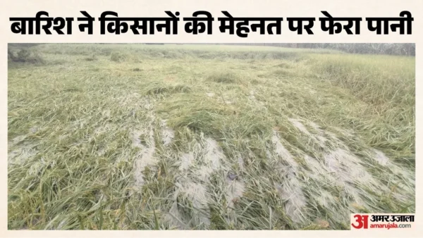 बरेली: दो दिन की बारिश से 1.58 लाख हेक्टेयर धान व गन्ना प्रभावित