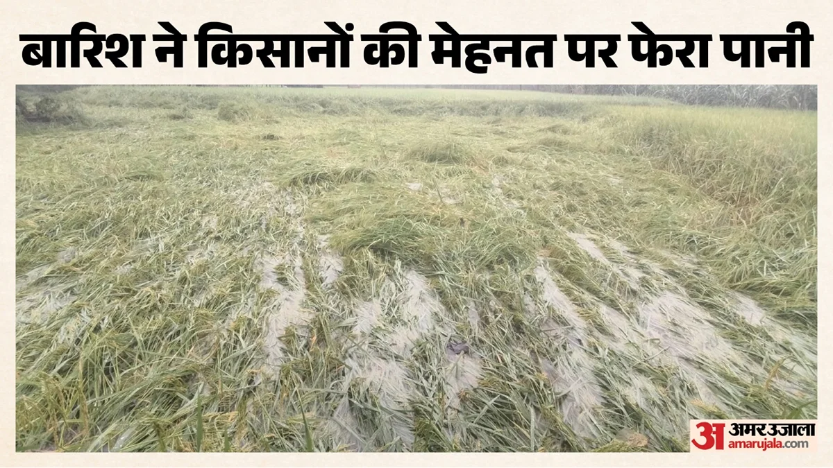 बरेली: दो दिन की बारिश से 1.58 लाख हेक्टेयर धान व गन्ना प्रभावित