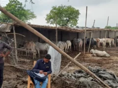 बदायूं: अभिगांव और ब्यौर में गोवंश मौत, केयरटेकर गिरफ्तार और संचालक पर केस