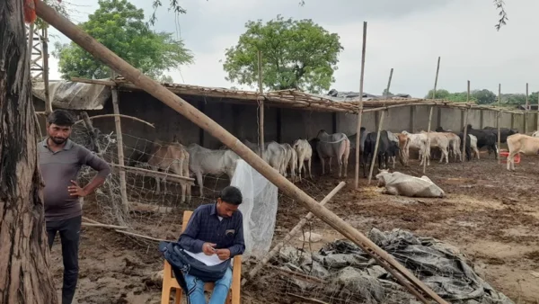 बदायूं: अभिगांव और ब्यौर में गोवंश मौत, केयरटेकर गिरफ्तार और संचालक पर केस