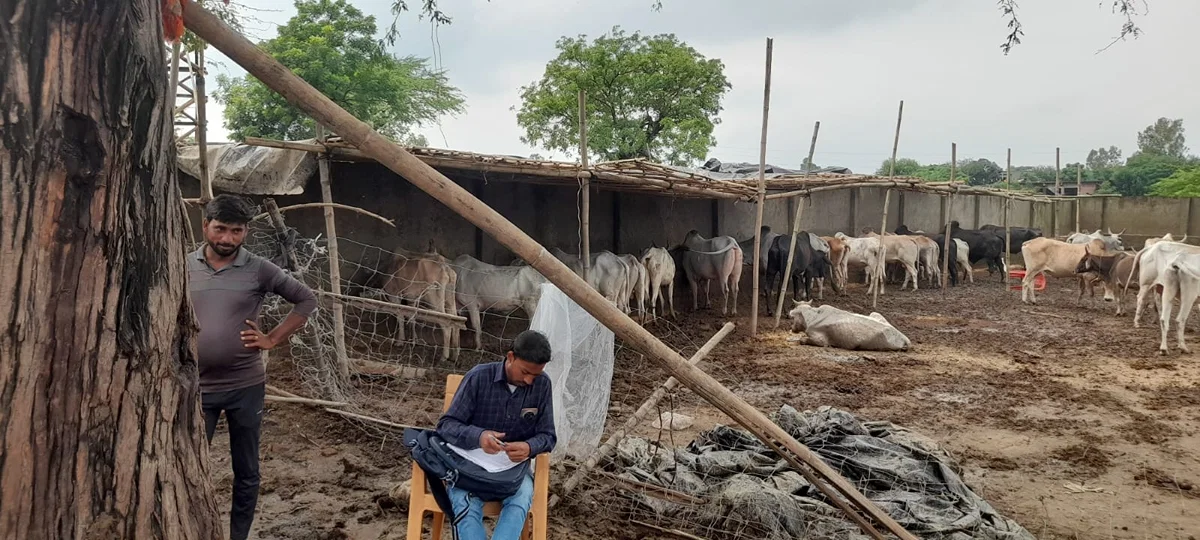 बदायूं: अभिगांव और ब्यौर में गोवंश मौत, केयरटेकर गिरफ्तार और संचालक पर केस