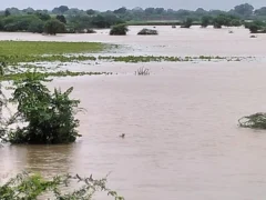 महोबा: तीन दिन की बारिश से 2 लाख हेक्टेयर से अधिक खरीफ फसल संकट में